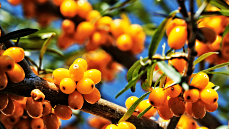 Sea Buckthorn for Skin: A Science-Backed Barrier Repair Powerhouse or Just a Trend?
