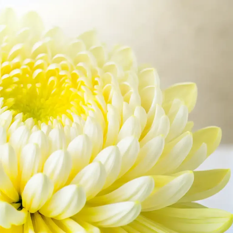 Chrysanthemum Extract in Skincare: A Natural Hyperpigmentation Treatment?