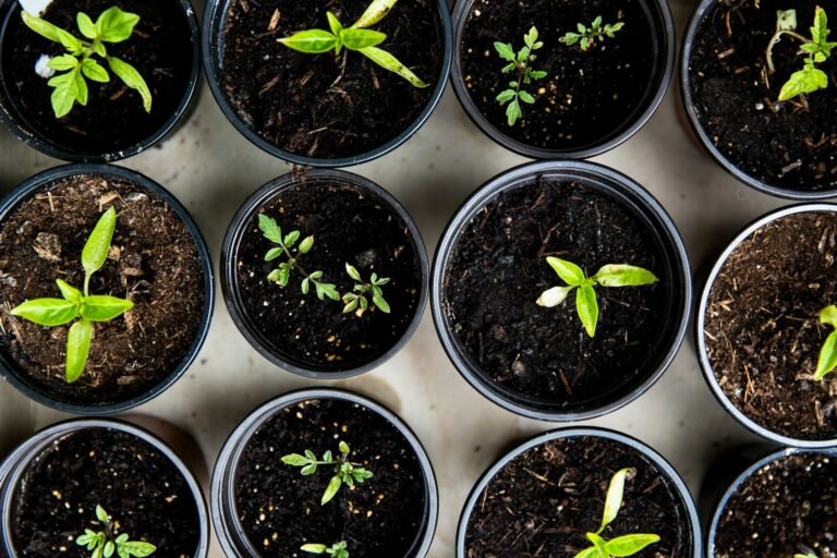 10 Proven Strategies for Organic Business Growth